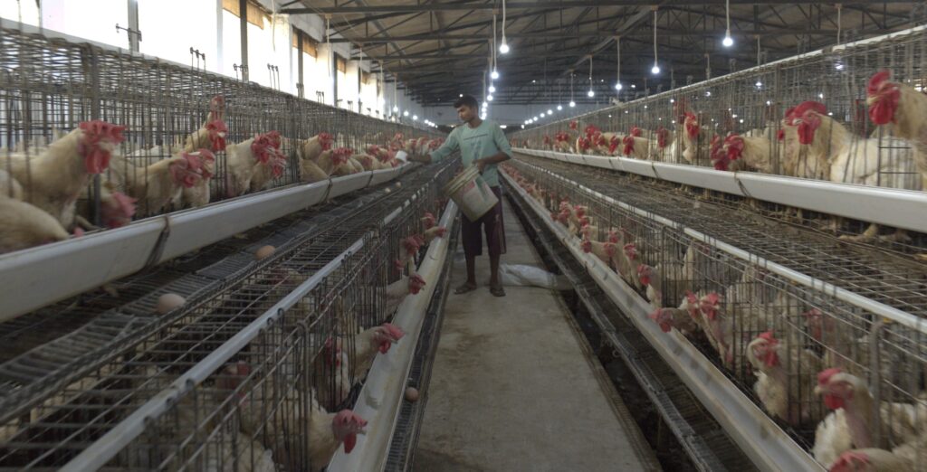 Poultry Litter Management