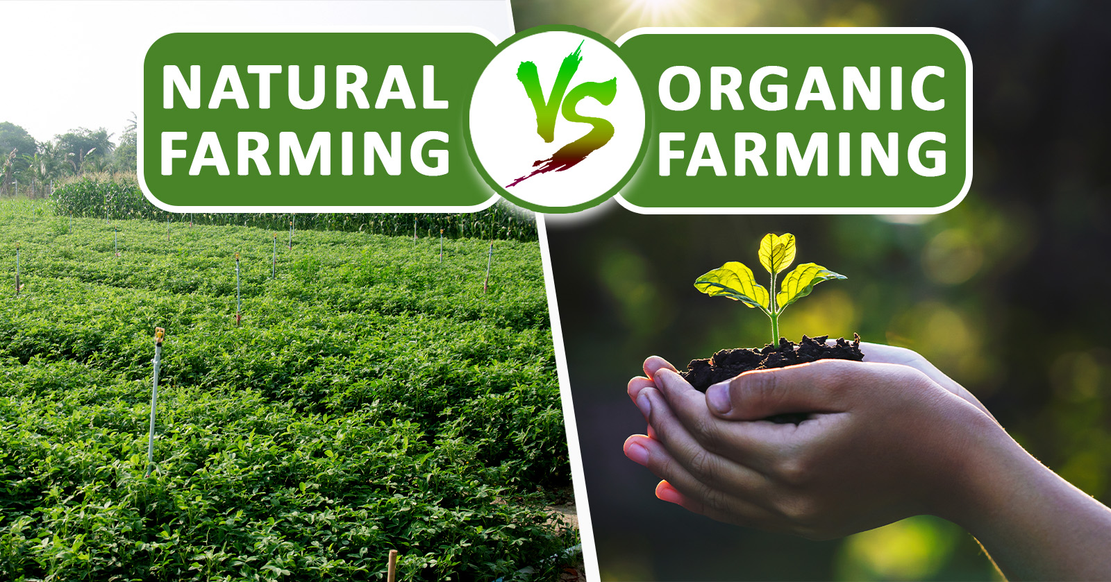Natural Farming vs Organic Farming